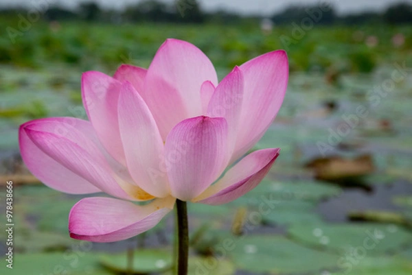 Obraz Lotus flower