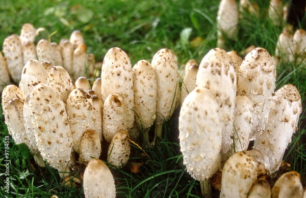 Obraz Schopftintling