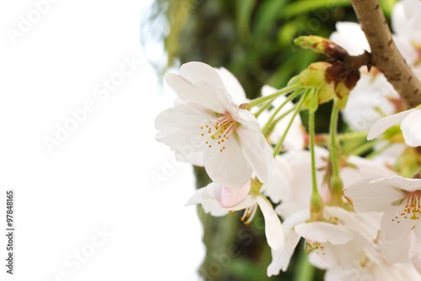Fototapeta Cherry blossoms