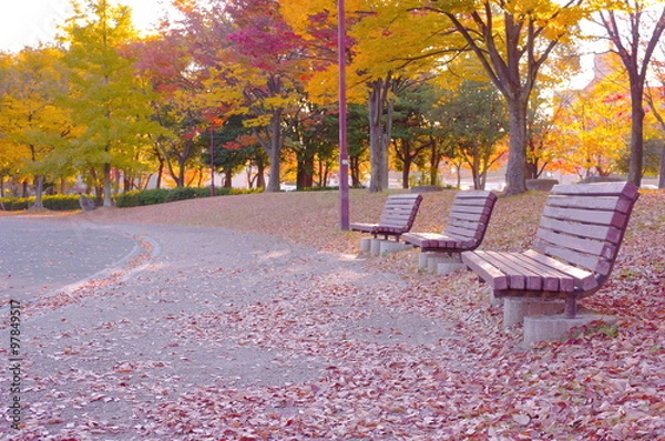 Obraz 秋の公園のベンチ