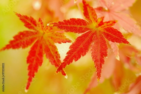 Fototapeta 秋のイロハモミジ