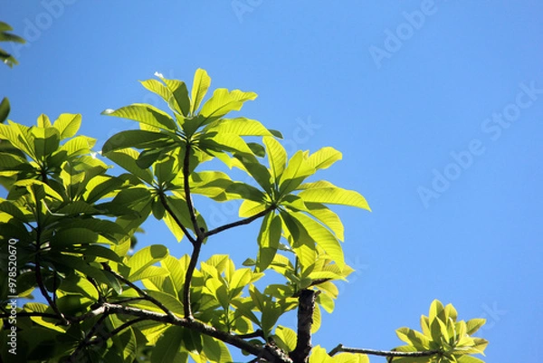 Obraz tree branches and leaf with blue sky background
