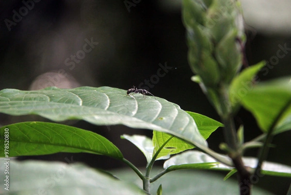 Obraz ant on a leaf