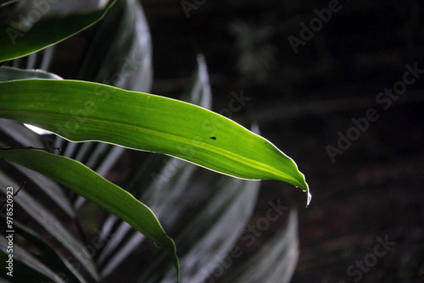 Obraz green leaves on a tree