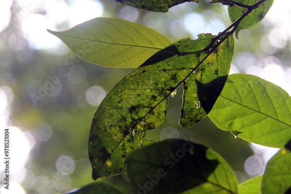 Obraz green leaves on a tree