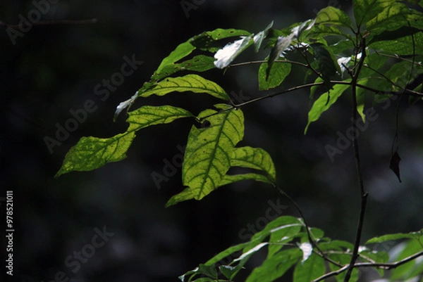 Obraz leaves on the tree
