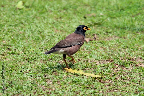 Obraz bird on the grass