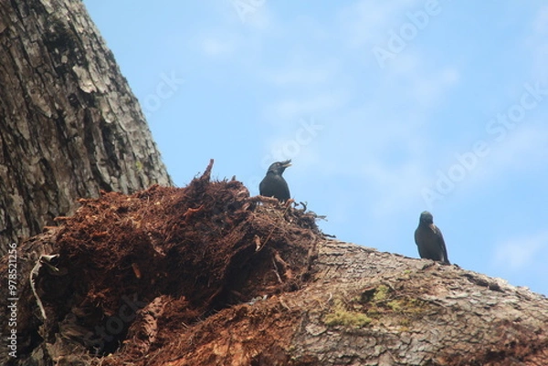 Obraz birds on a tree