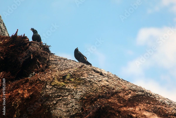 Obraz birds on the tree