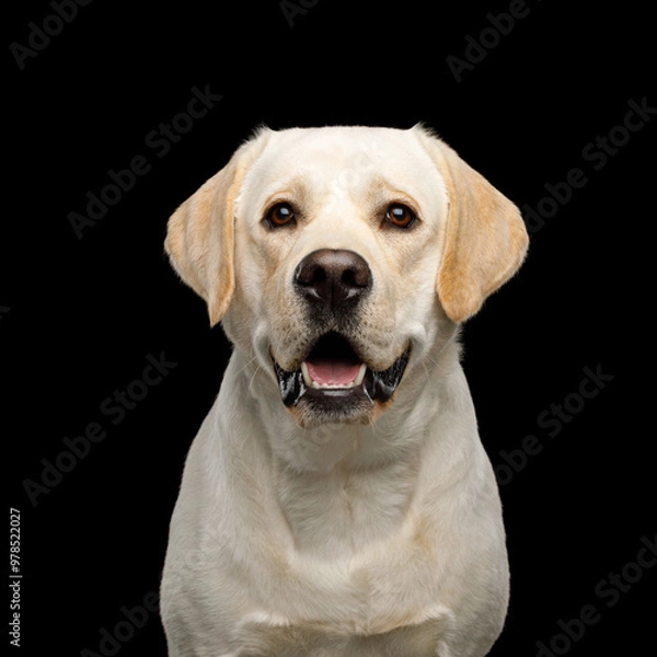 Fototapeta Close-up Portrait of happy Labrador retriever dog on isolated black background, front view
