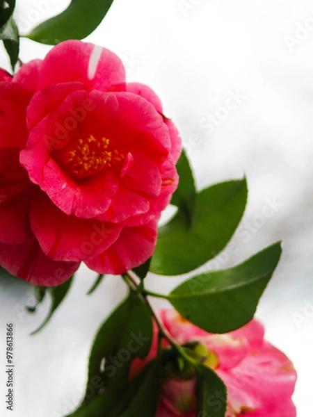 Fototapeta 椿の花