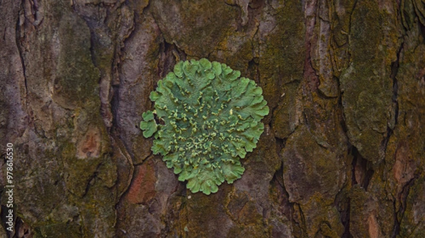 Fototapeta Lichen on the trunk of a pine tree. Parmélia sulcáta