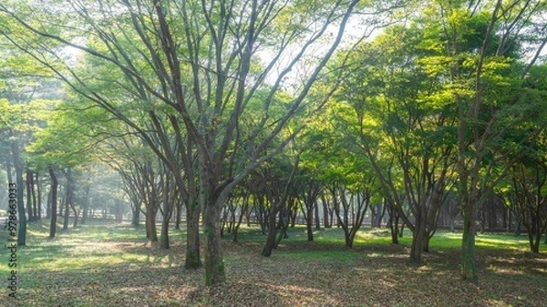 Fototapeta 영광 불갑사 꽃무릇이 없는 꽃무릇 축제장의 아침 햇살