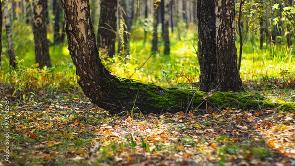 Fototapeta Photo of a birch tree in the forest