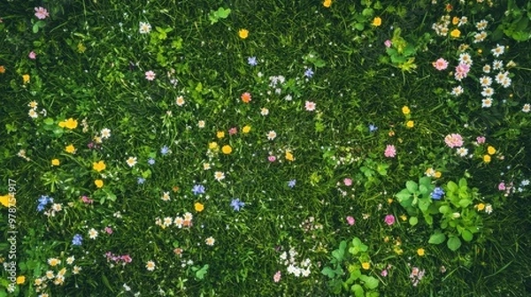 Fototapeta Top view of a lush green grass field with vibrant wildflowers scattered across, perfect for spring and summer designs.