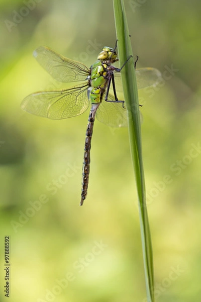 Fototapeta Große Königslibelle