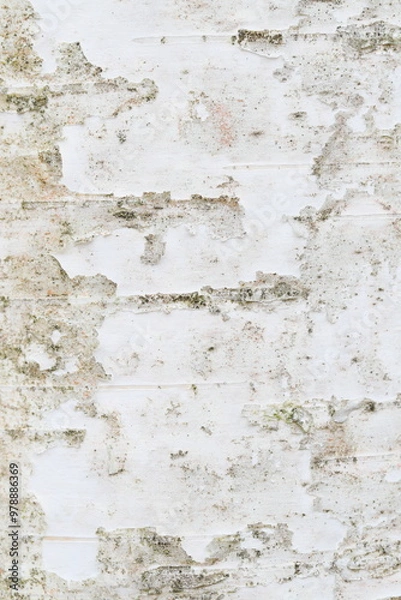 Obraz 白樺の樹皮