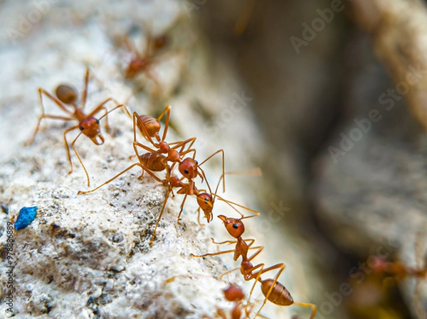 Fototapeta Red ants or fire ants.Ants symbolize teamwork.Caring for others.Mutual cooperation. Focus on ant