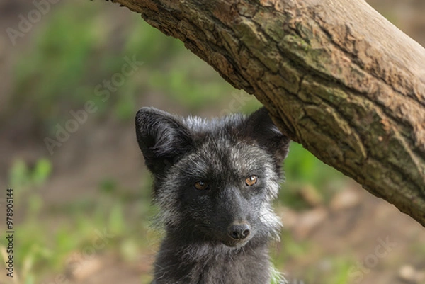 Obraz Im Wolfscenter