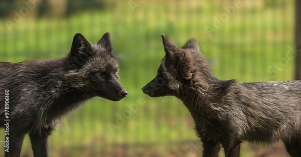 Obraz Im Wolfscenter