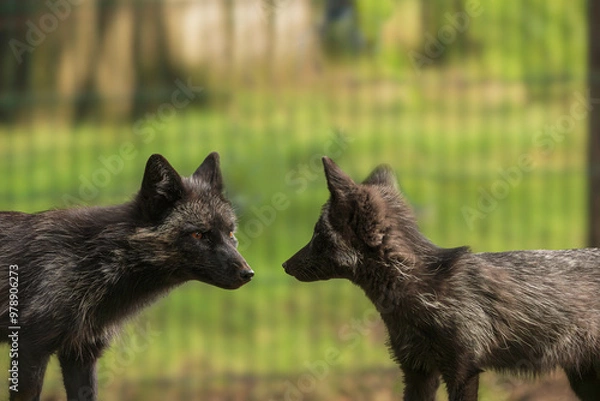 Obraz Im Wolfscenter
