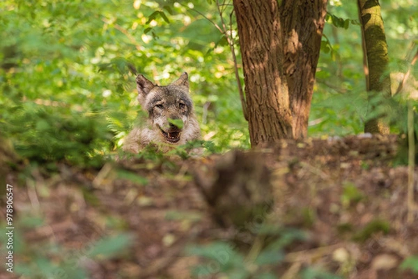 Obraz Im Wolfscenter