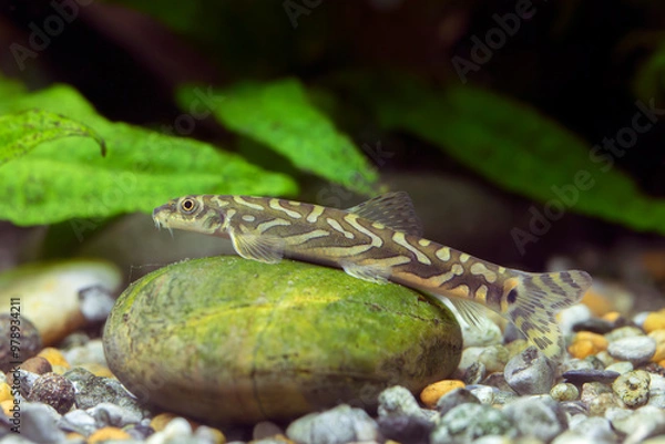 Fototapeta Mesonoemacheilus triangularis – Zodiac Loach