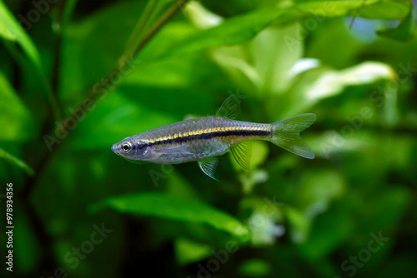 Obraz Esomus metallicus - Striped Flying Barb