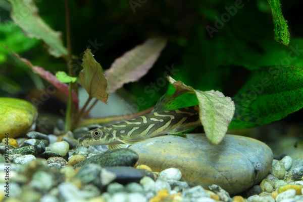 Obraz Mesonoemacheilus triangularis – Zodiac Loach