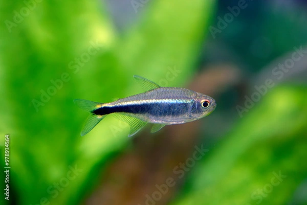 Obraz Hyphessobrycon metae – Purple Tetra