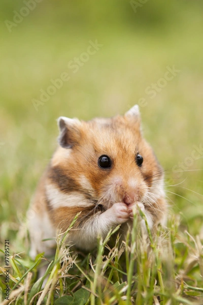 Fototapeta little hamster in the grass