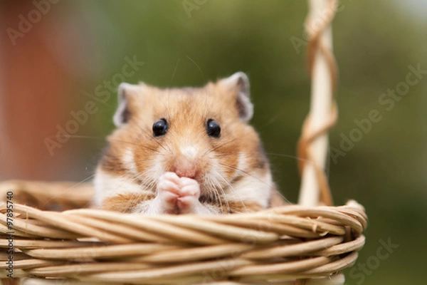 Fototapeta Little hamster in a basket