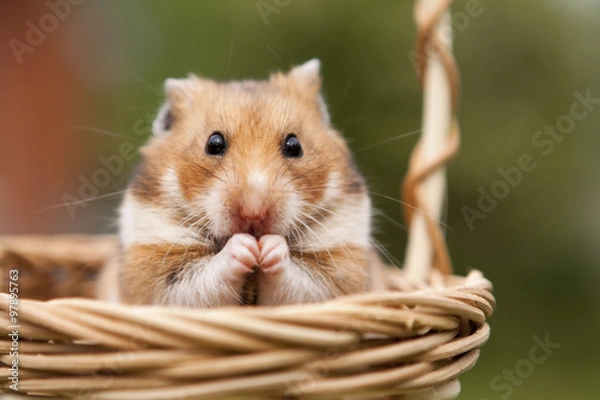 Obraz Little hamster in a basket