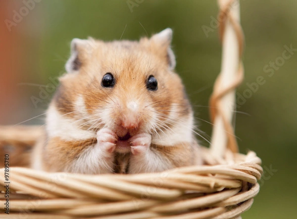 Fototapeta Little hamster in a basket