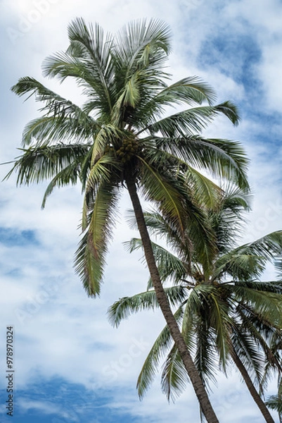 Fototapeta Palm Trees Swaying Under Blue Sky. Coconut Palm trees