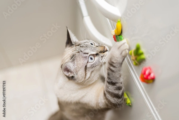 Obraz little cat posing