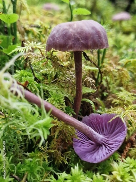 Fototapeta amethyst deceiver