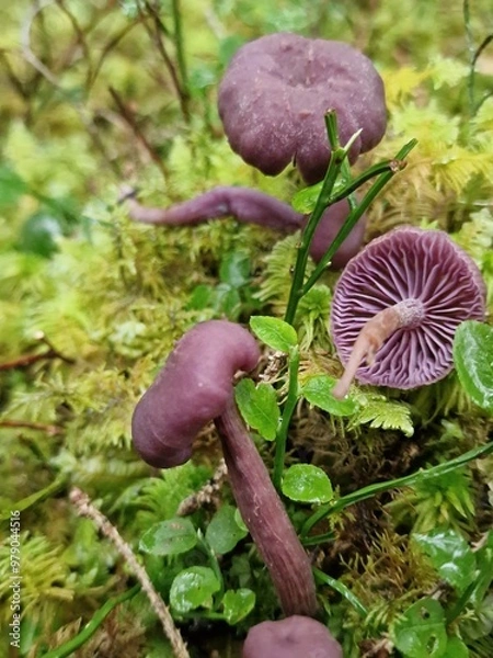 Obraz Purple mushroom amethyst deceiver