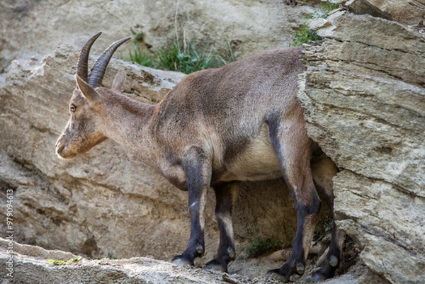 Obraz Stambecco su Roccia