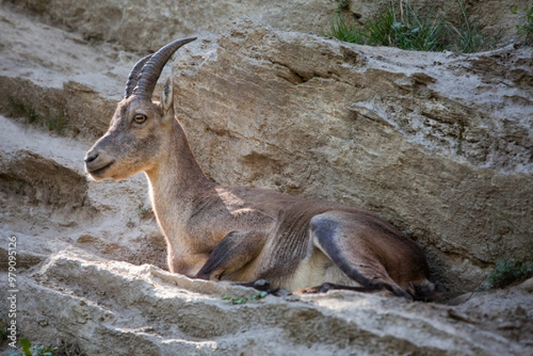 Obraz Stambecco su Roccia