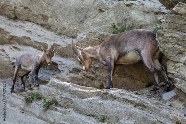 Obraz Stambecco su Roccia