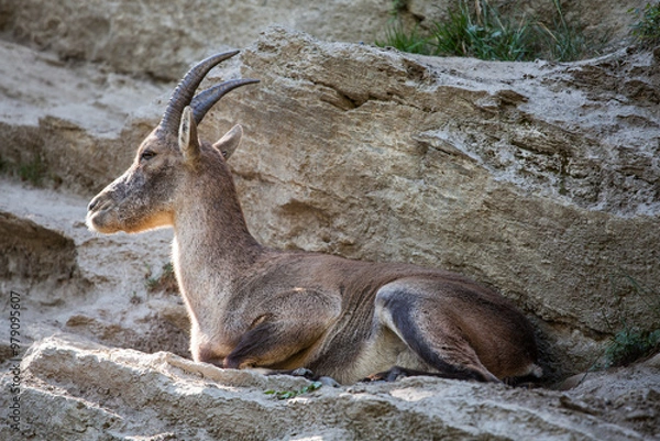 Obraz Stambecco su Roccia