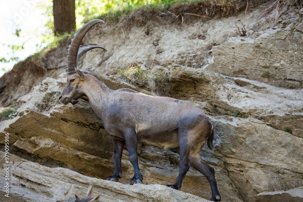 Obraz Stambecco su Roccia
