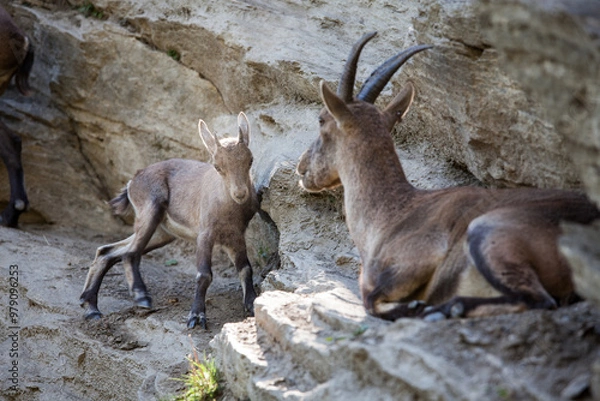 Obraz Stambecco su Roccia