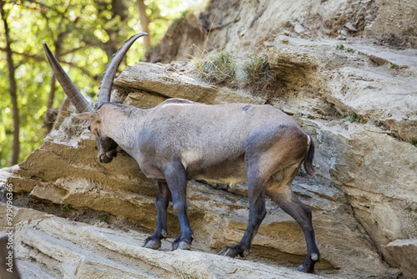 Obraz Stambecco su Roccia