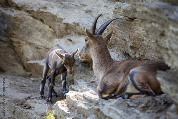 Obraz Stambecco su Roccia