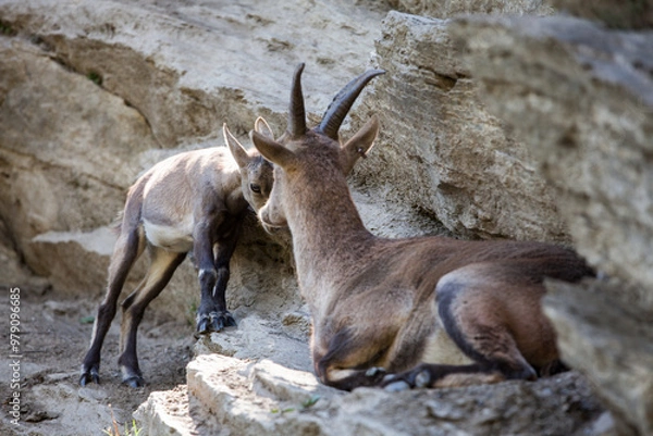 Obraz Stambecco su Roccia