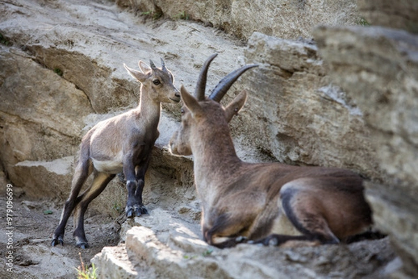 Obraz Stambecco su Roccia
