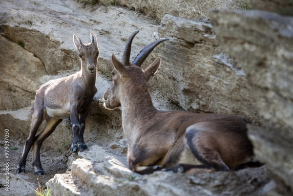 Obraz Stambecco su Roccia