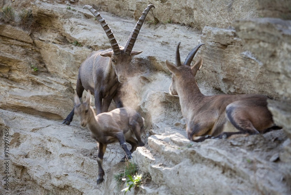 Obraz Stambecco su Roccia